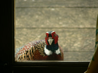Pheasant at the farm in Forest of Dean